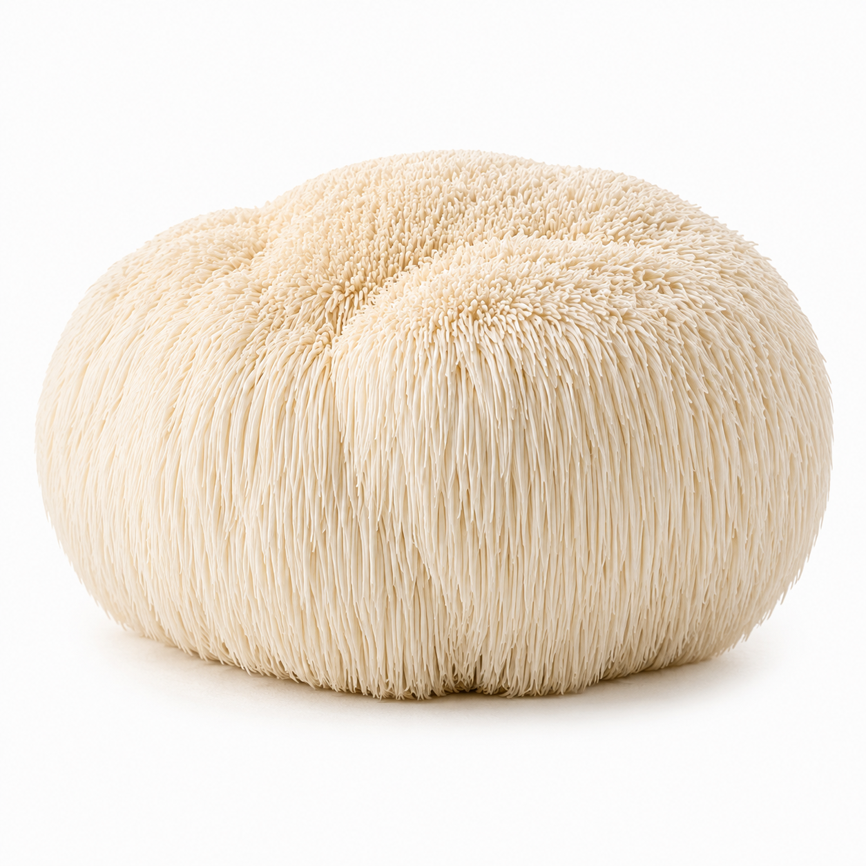 Lion's Mane Extract 100 ml