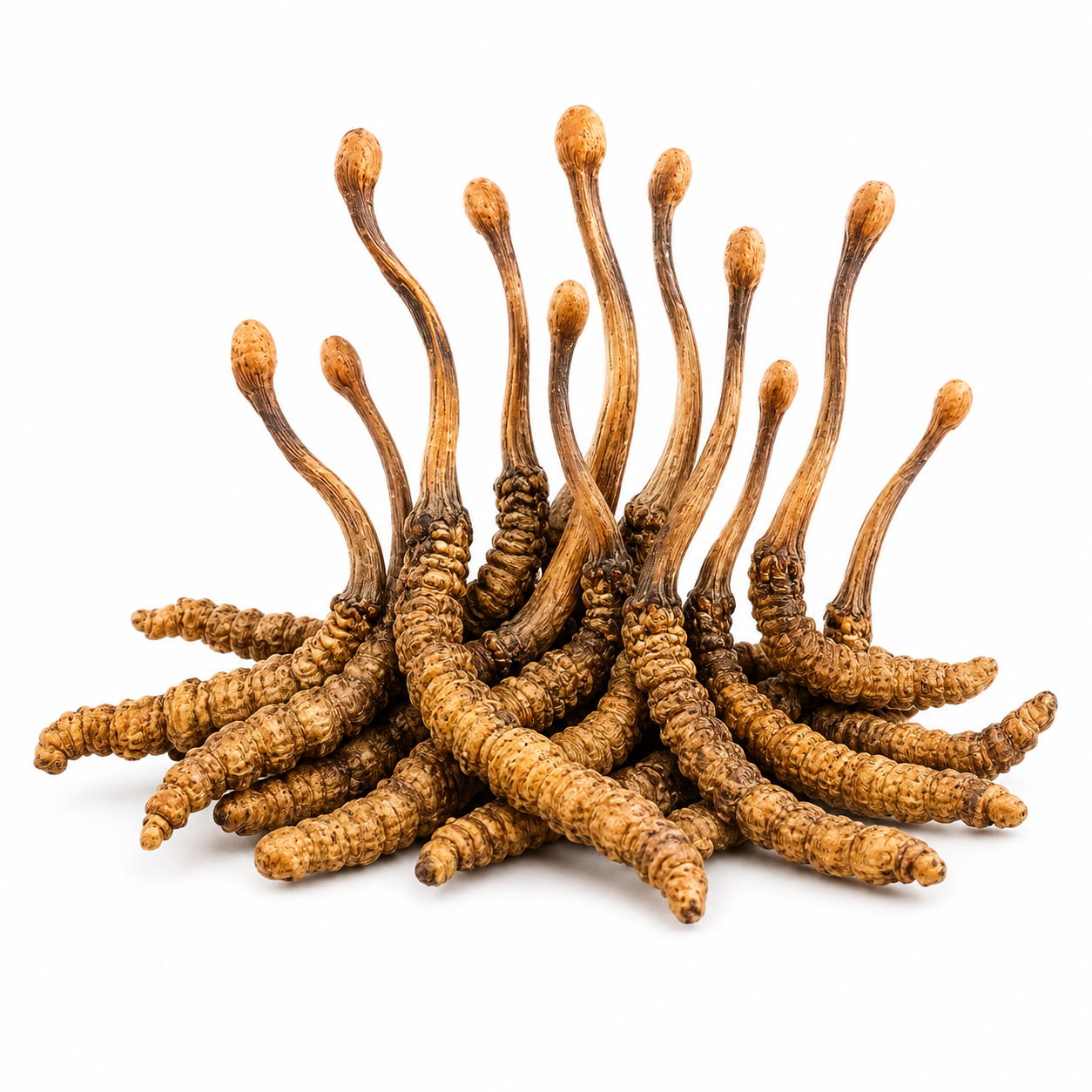 Cordyceps Extract 100 ml