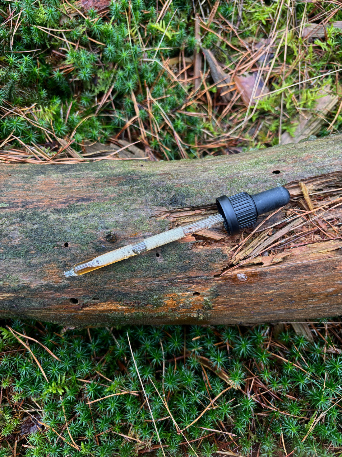 Chaga: build immunity that lasts