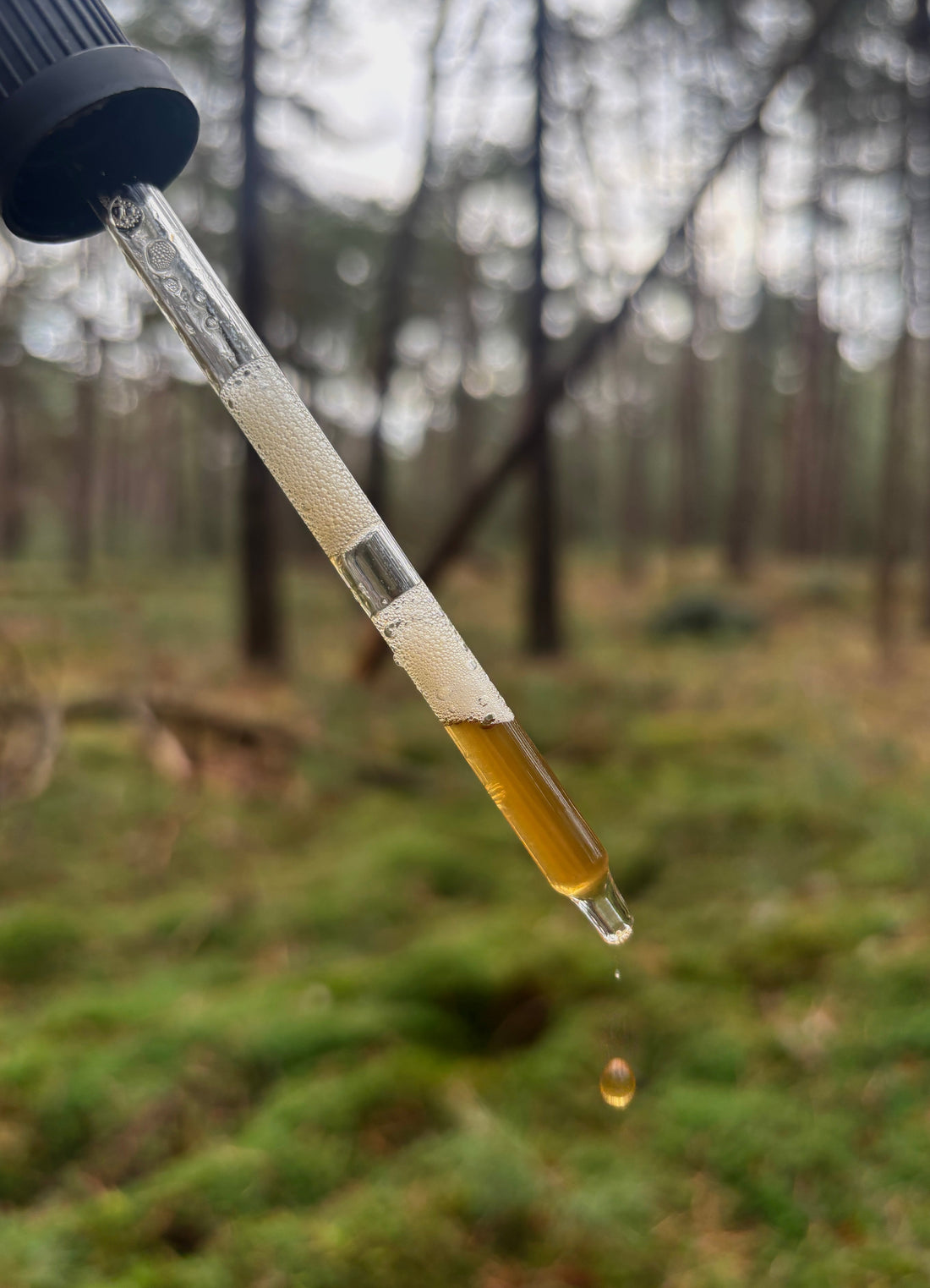 The Extract: 15:1 Ratio, Standardization & Potency