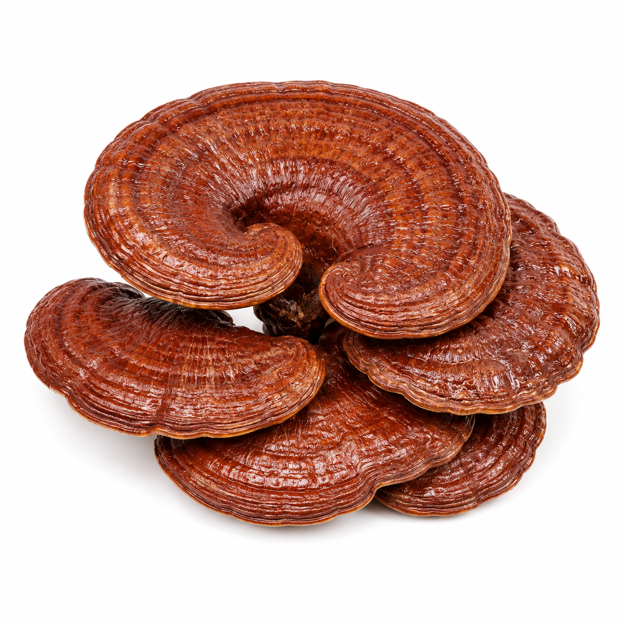 Reishi Extract 100 ml