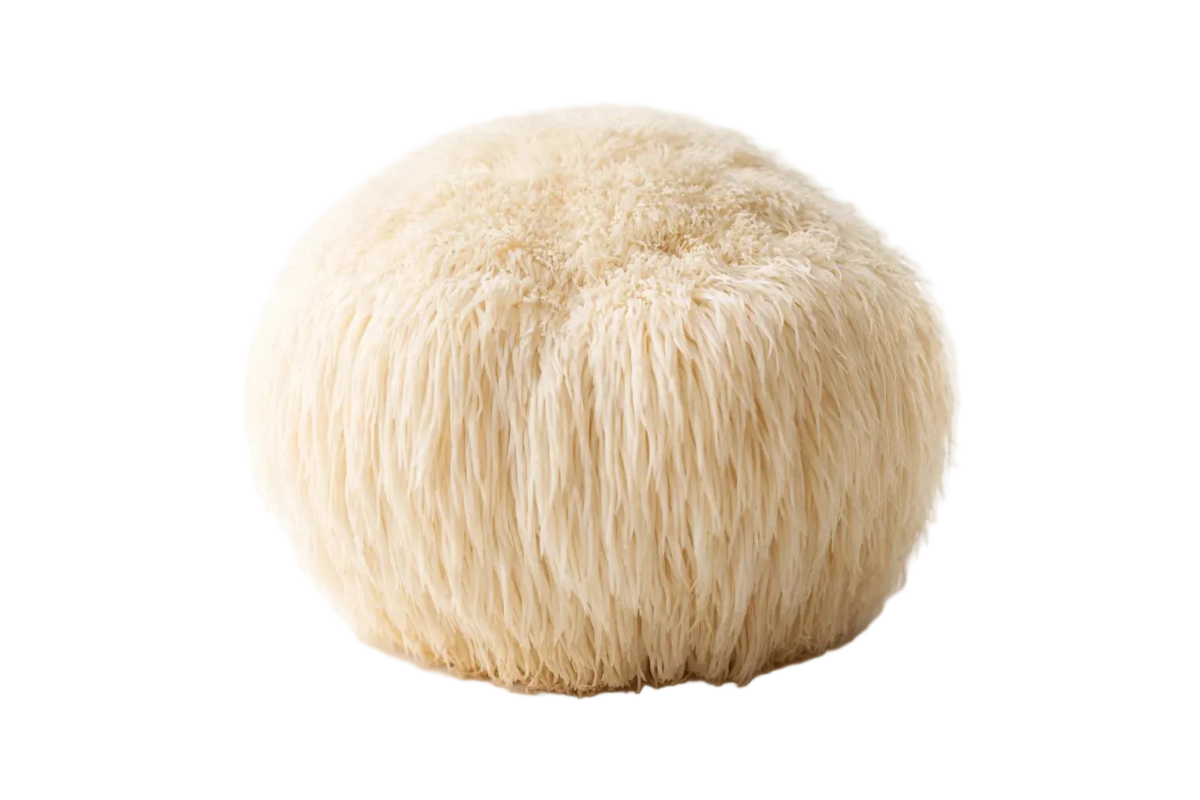 Lion's Mane Extract – 100 ml